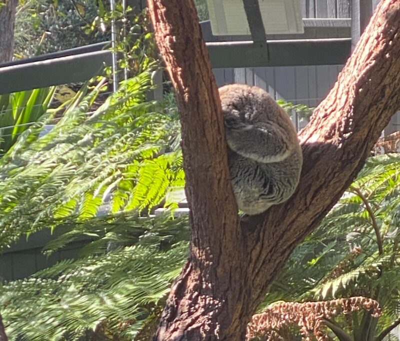 お昼寝中のコアラ
