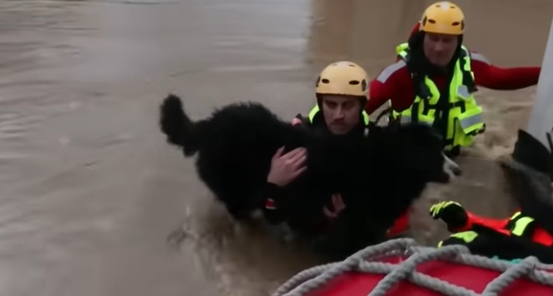 救助される犬
